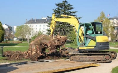 Le point sur le prix de dessouchage d’un arbre